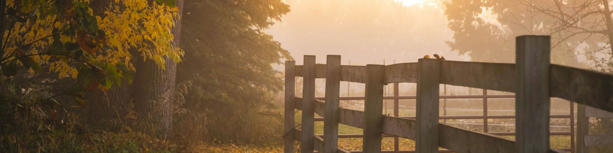 The image shows a serene countryside scene with a wooden fence, morning mist, and autumn leaves scattered on the ground, all under soft sunlight.