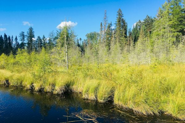 A serene wetland scene with lush grass, trees in the distance, and a calm body of water under a bright blue sky with scattered clouds.