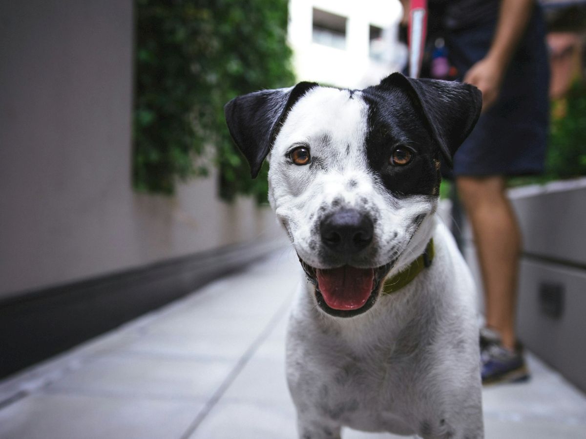 A happy dog with a black and white coat is standing on a walkway. A person in the background is partially visible, holding the dog on a leash.