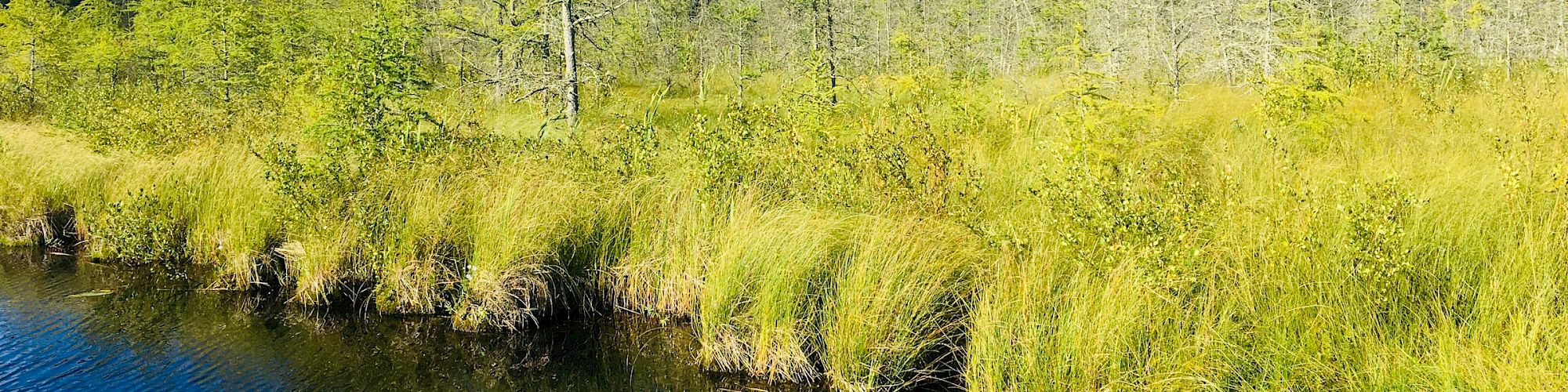 The image shows a serene natural scene with a calm water body, grassy marshland, and a dense forest of trees under a clear blue sky.